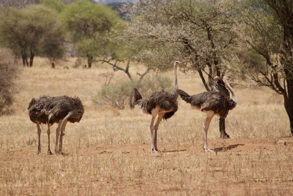 Tanzania Safari vs Kenya Safari – Which One Is Better? | 1 Powerful African Safari Comparison 2026, 2027 & 2028 Tanzania Safari vs Kenya Safari – Which One Is Better? | 1 Powerful African Safari Comparison 2026, 2027 & 2028