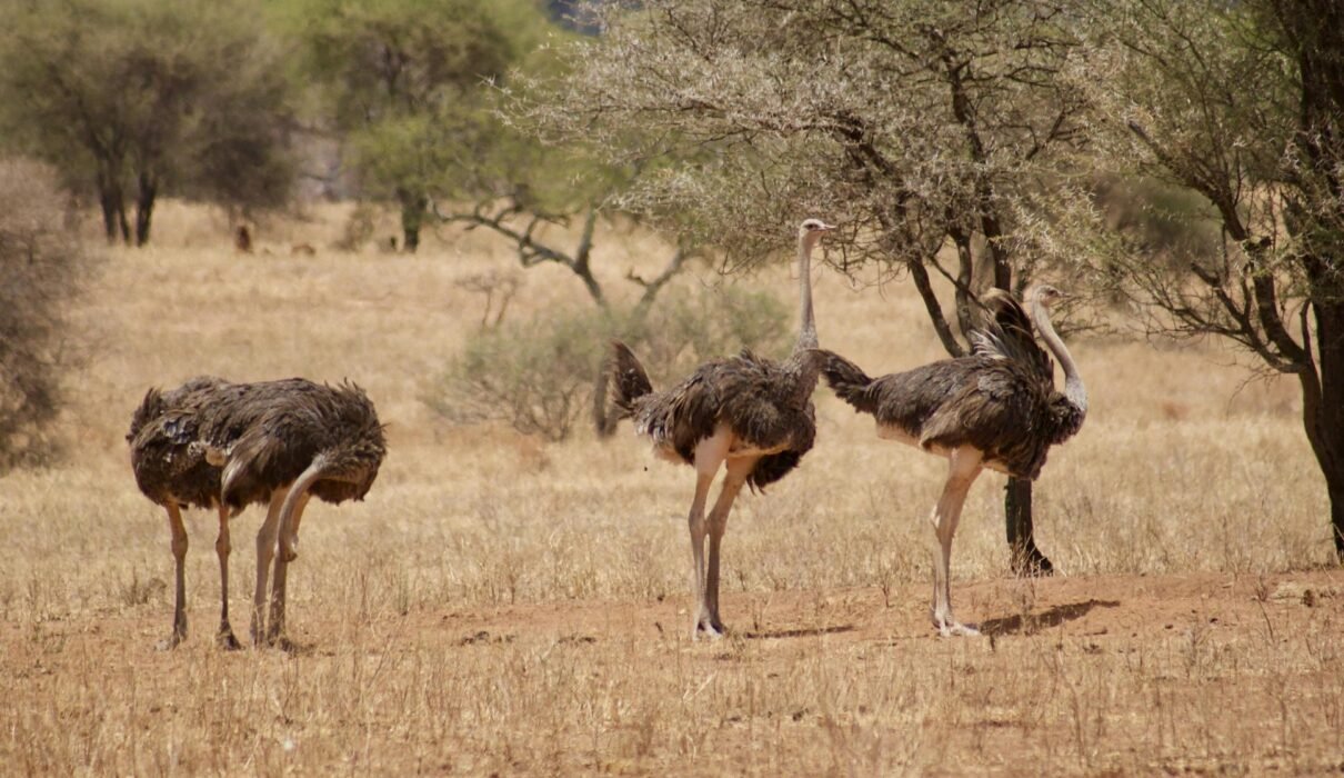 Tanzania Safari vs Kenya Safari – Which One Is Better? | 1 Powerful African Safari Comparison 2026, 2027 & 2028