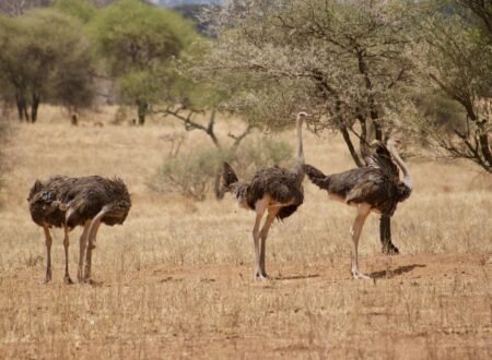 Tanzania Safari vs Kenya Safari – Which One Is Better? | 1 Powerful African Safari Comparison 2026, 2027 & 2028