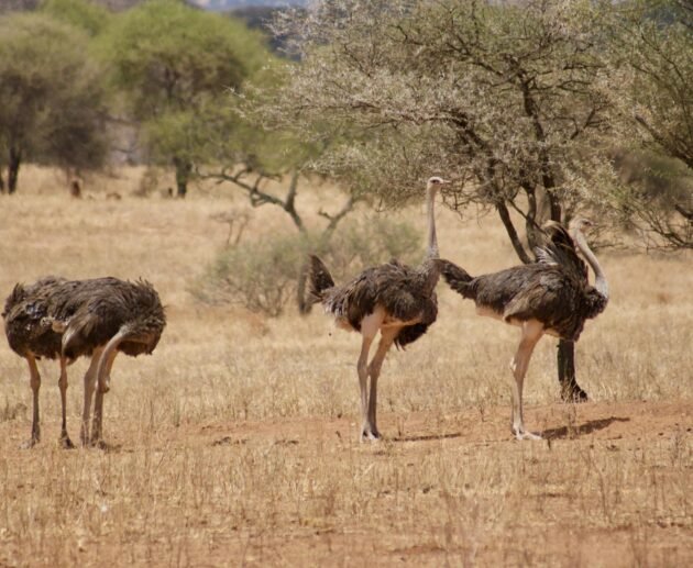Tanzania Safari vs Kenya Safari – Which One Is Better? | 1 Powerful African Safari Comparison 2026, 2027 & 2028