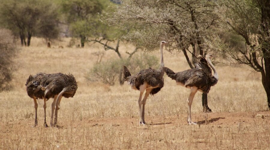 Tanzania Safari vs Kenya Safari – Which One Is Better? | 1 Powerful African Safari Comparison 2026, 2027 & 2028