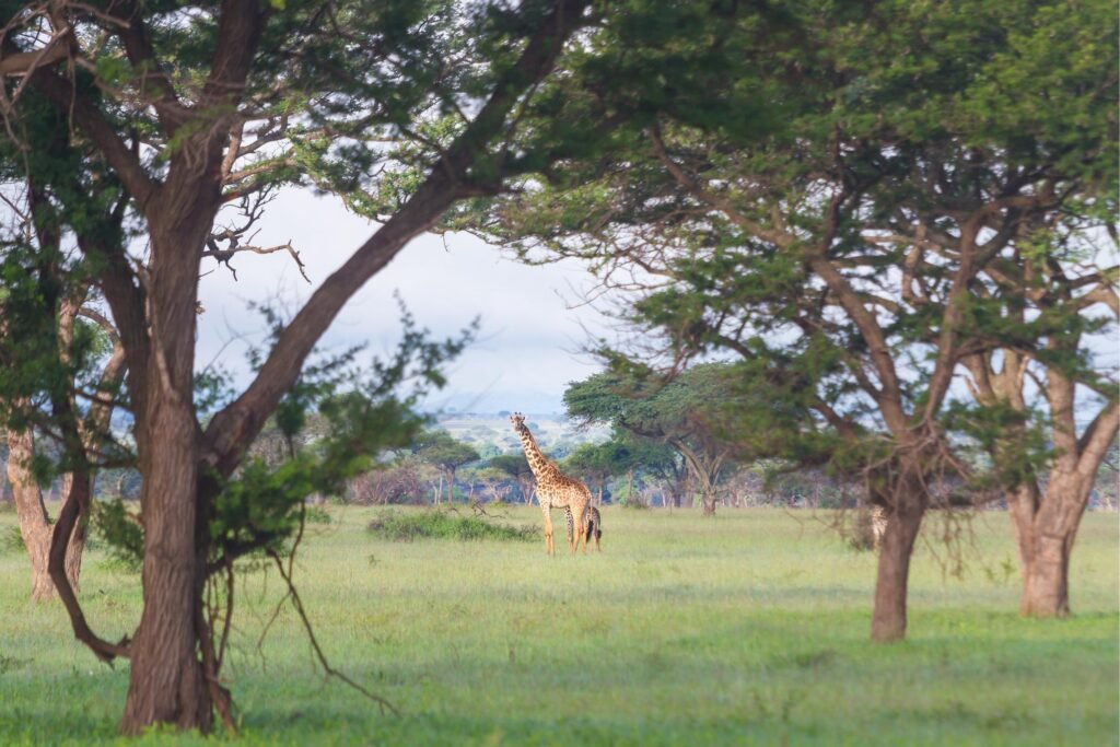 Ultimate 7 Days Northern Circuit Big Five Safari – 1 Extraordinary Wildlife Adventure 2026, 2027 & 2028