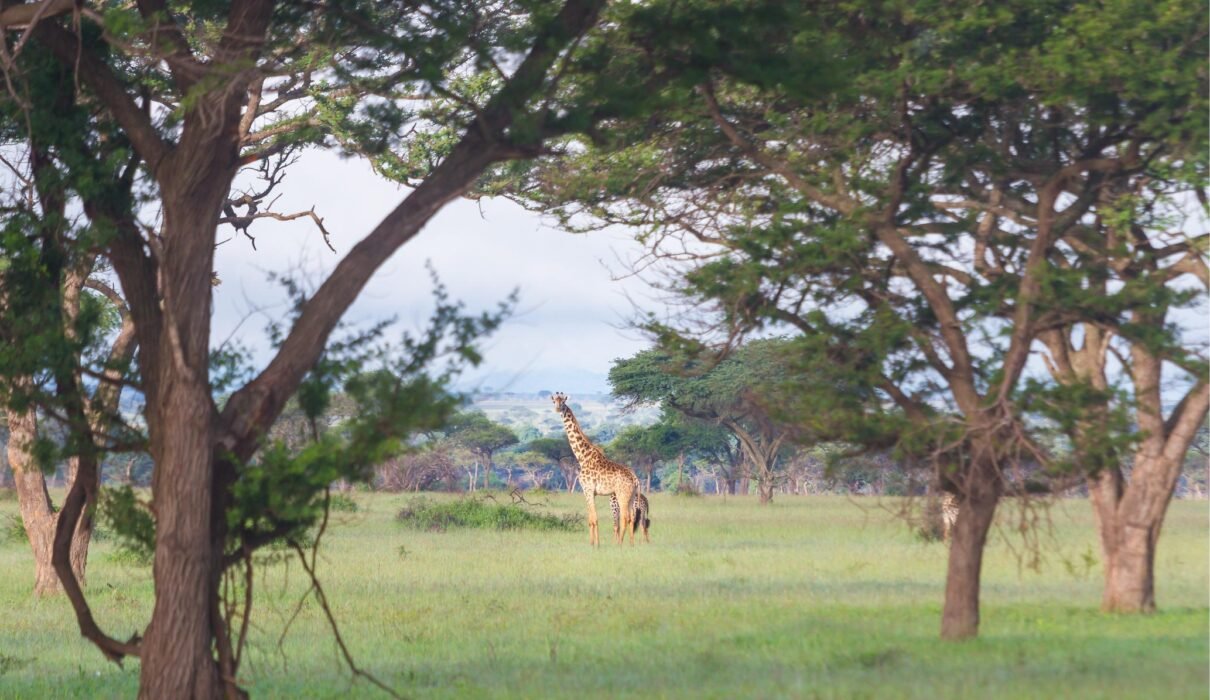 Ultimate 7 Days Northern Circuit Big Five Safari – 1 Extraordinary Wildlife Adventure 2026, 2027 & 2028