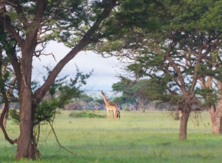 Ultimate 7 Days Northern Circuit Big Five Safari – 1 Extraordinary Wildlife Adventure 2026, 2027 & 2028