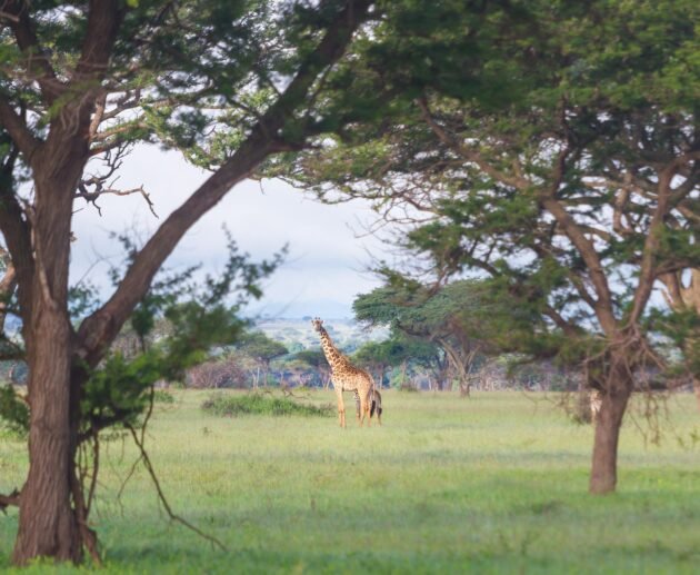 Ultimate 7 Days Northern Circuit Big Five Safari – 1 Extraordinary Wildlife Adventure 2026, 2027 & 2028