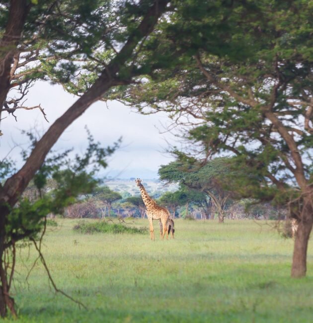 Ultimate 7 Days Northern Circuit Big Five Safari – 1 Extraordinary Wildlife Adventure 2026, 2027 & 2028