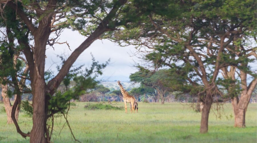 Ultimate 7 Days Northern Circuit Big Five Safari – 1 Extraordinary Wildlife Adventure 2026, 2027 & 2028