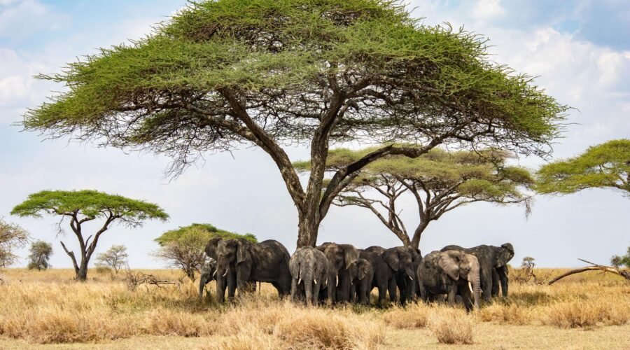 Ultimate 6 Days Serengeti & Zanzibar Fly-In Tour – 1 Stunning Luxury Escape 2026, 2027 & 2028