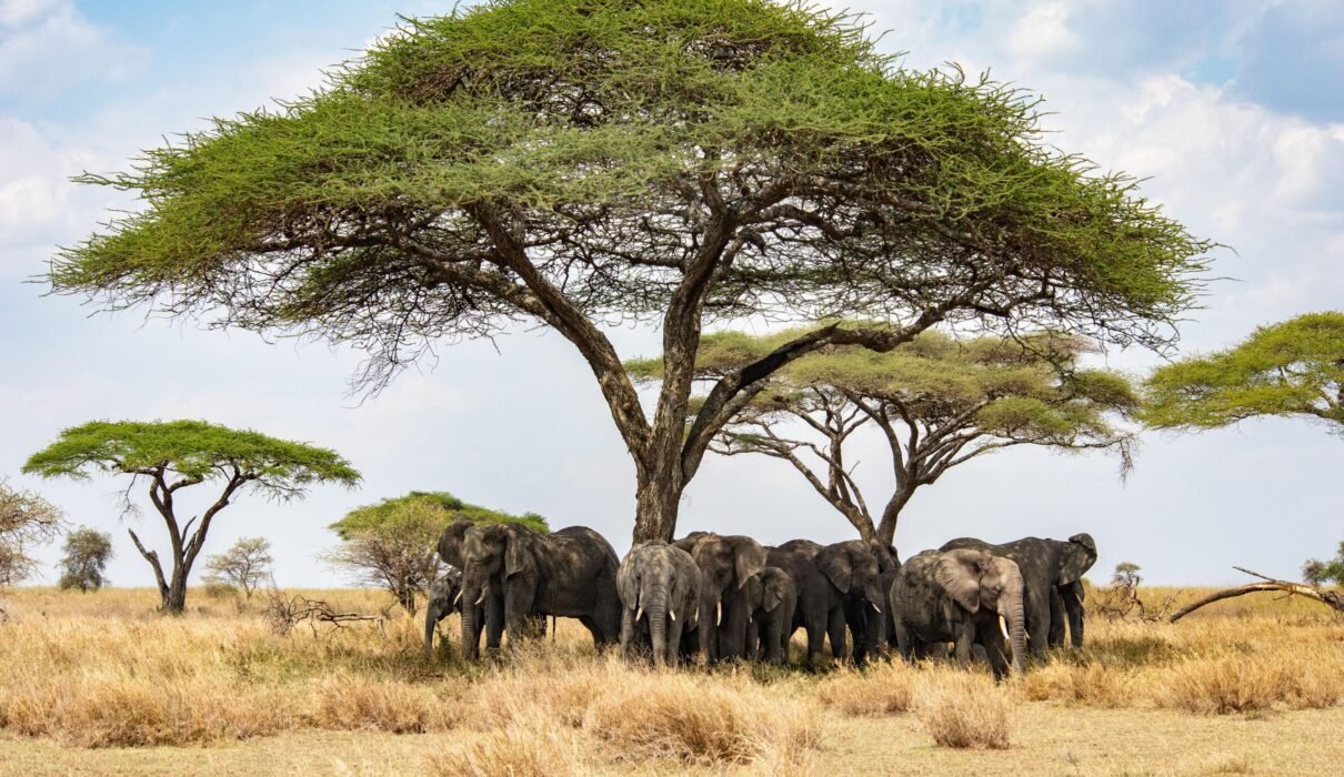 From Nairobi in Kenya: 8 Days Private Budget Safari – 1 Amazing East Africa Adventure 2026, 2027 & 2028