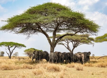 From Nairobi in Kenya: 8 Days Private Budget Safari – 1 Amazing East Africa Adventure 2026, 2027 & 2028