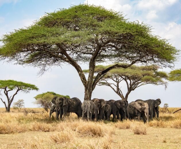 From Nairobi in Kenya: 8 Days Private Budget Safari – 1 Amazing East Africa Adventure 2026, 2027 & 2028