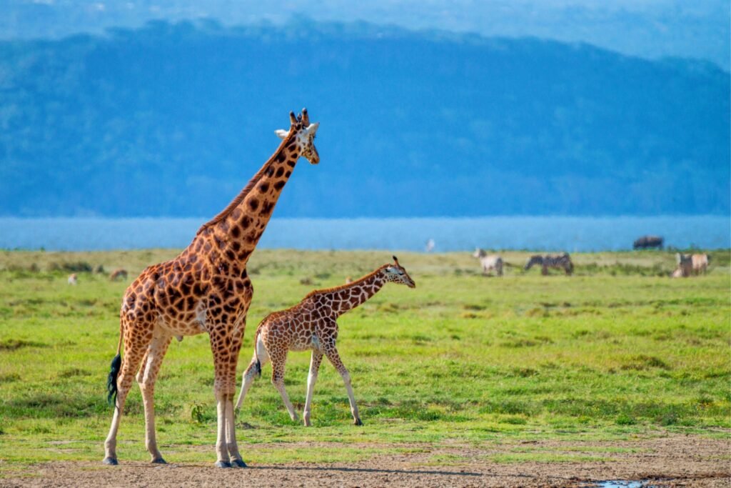 Best 5 Days Private Big Five Safari – 1 Unforgettable Wildlife Adventure 2026, 2027 & 2028