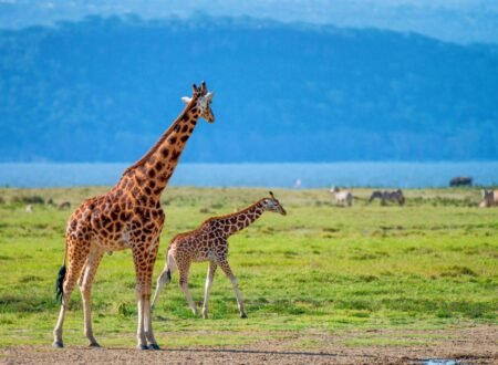 Best 5 Days Private Big Five Safari – 1 Unforgettable Wildlife Adventure 2026, 2027 & 2028