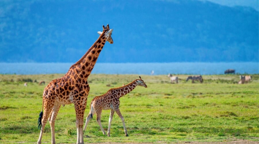 Best 5 Days Private Big Five Safari – 1 Unforgettable Wildlife Adventure 2026, 2027 & 2028
