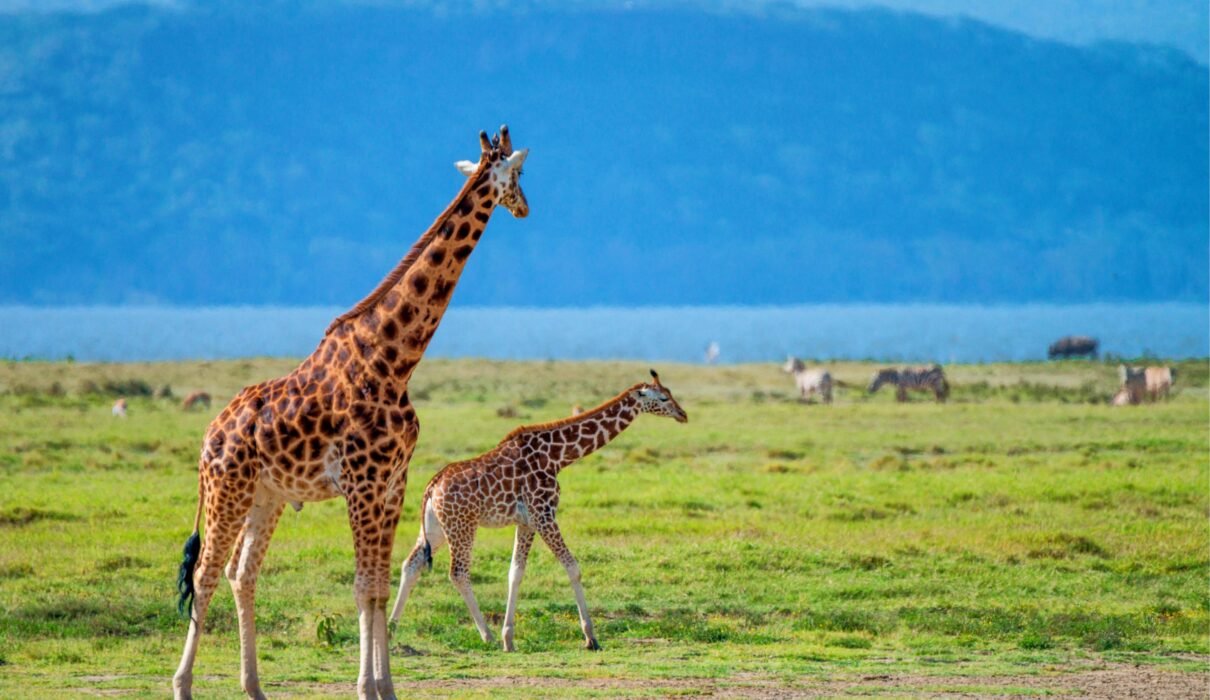 Ultimate 6 Days Private Northern Circuit Safari – 1 Extraordinary Tanzania Journey 2026, 2027 & 2028