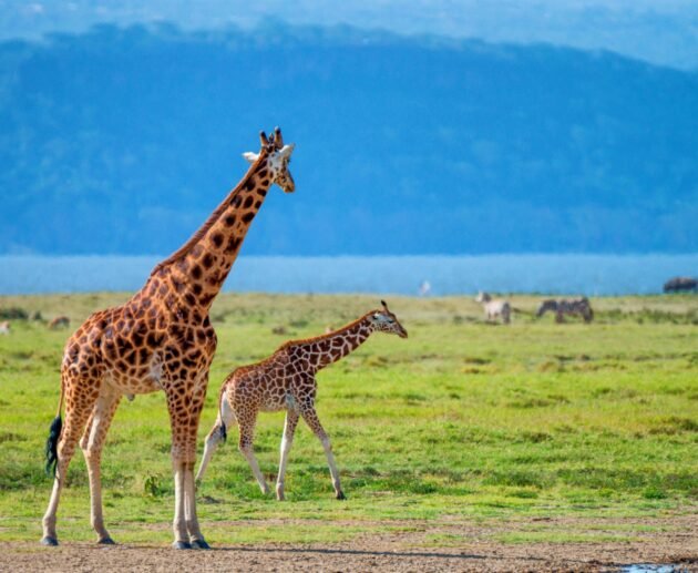 Ultimate 6 Days Private Northern Circuit Safari – 1 Extraordinary Tanzania Journey 2026, 2027 & 2028