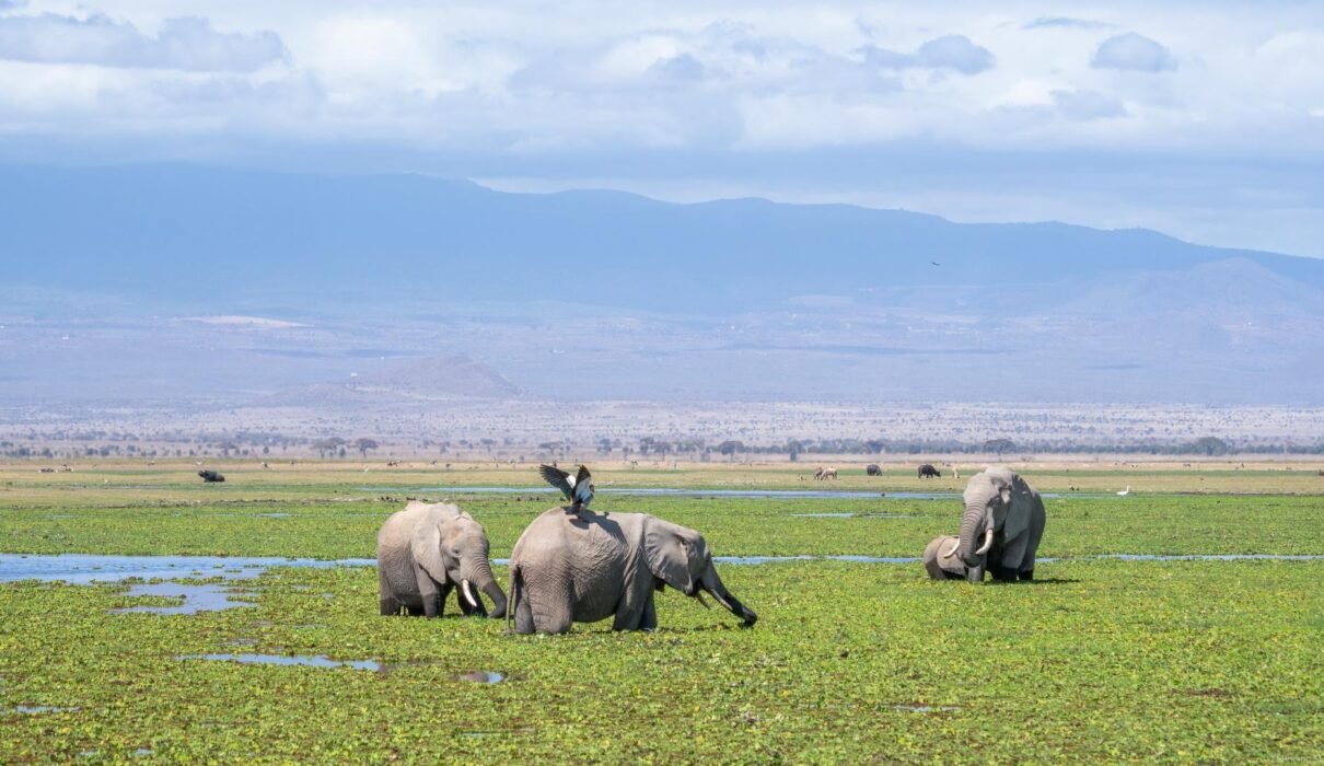 Best 3 Days Serengeti Fly-In Safari – 1 Incredible Luxury Escape 2026, 2027 & 2028