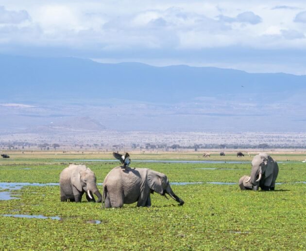 Best 3 Days Serengeti Fly-In Safari – 1 Incredible Luxury Escape 2026, 2027 & 2028