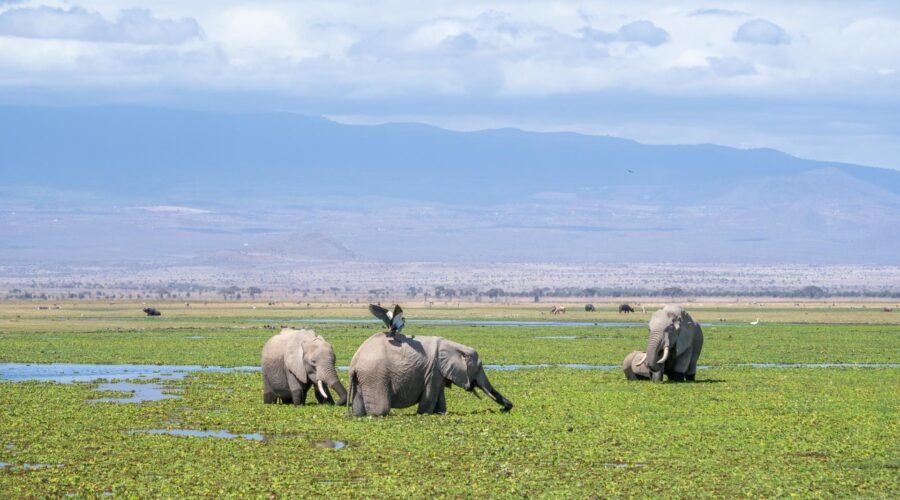 Best 3 Days Serengeti Fly-In Safari – 1 Incredible Luxury Escape 2026, 2027 & 2028