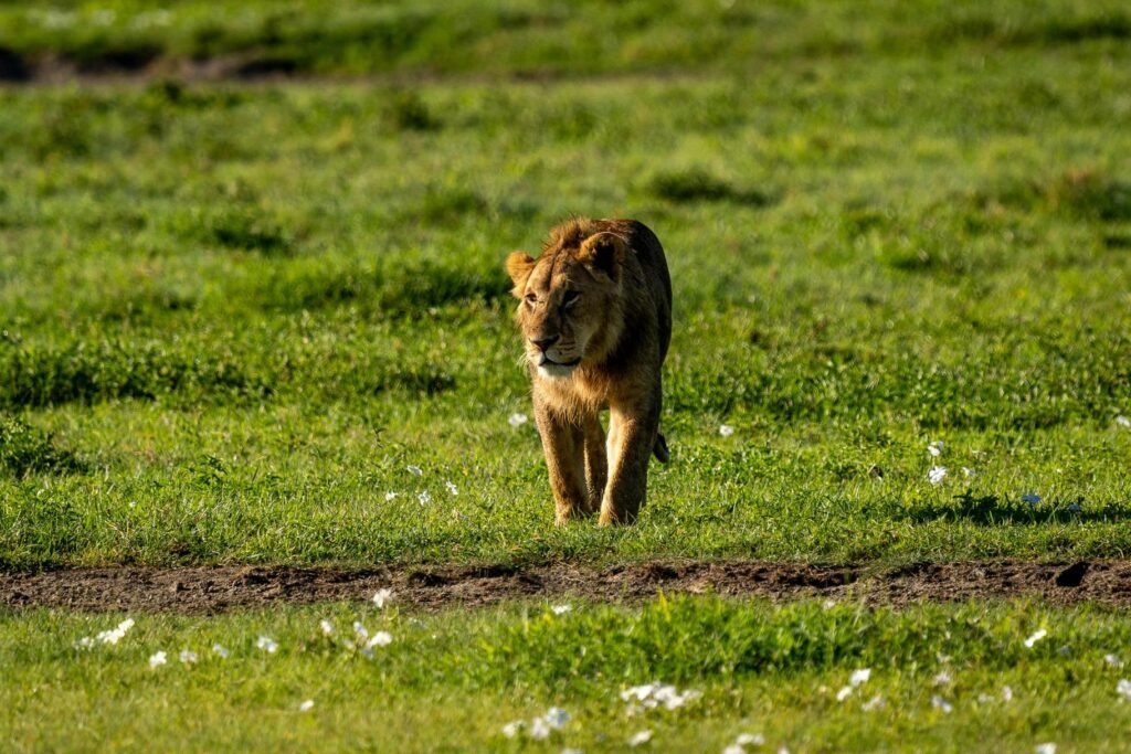 Ultimate 6 Days Ultimate Big Five Safari Tanzania – 1 Incredible Wildlife Adventure 2026, 2027 & 2028