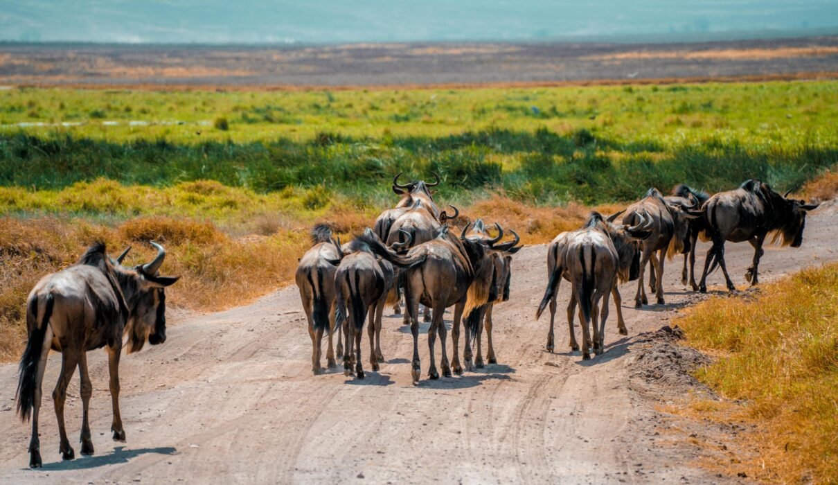 Ultimate 8 Days Great Wildebeest Migration Safari – 1 Powerful Tanzania Adventure 2026, 2027 & 2028