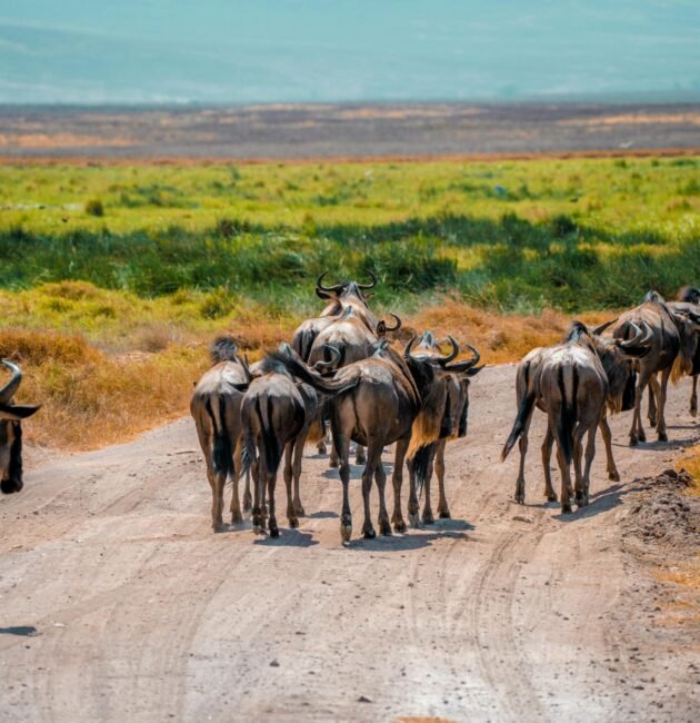 Ultimate 8 Days Great Wildebeest Migration Safari – 1 Powerful Tanzania Adventure 2026, 2027 & 2028