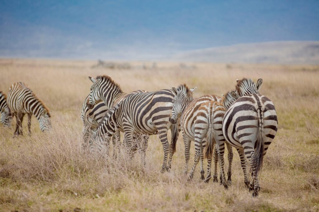 Best 5 Days Private Big Five Safari – 1 Unforgettable Wildlife Adventure 2026, 2027 & 2028