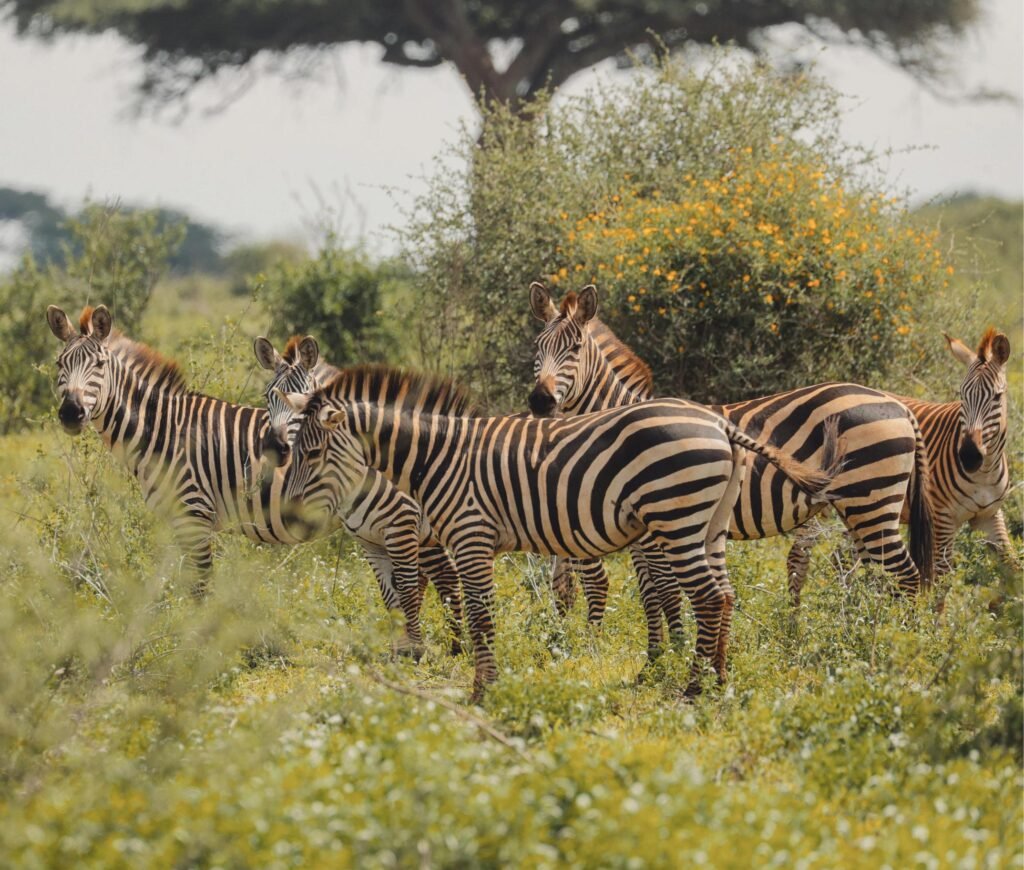 From Karatu in Tanzania: 1 Day Private Tarangire Safari Trip – 1 Amazing Wildlife Escape 2026, 2027 & 2028