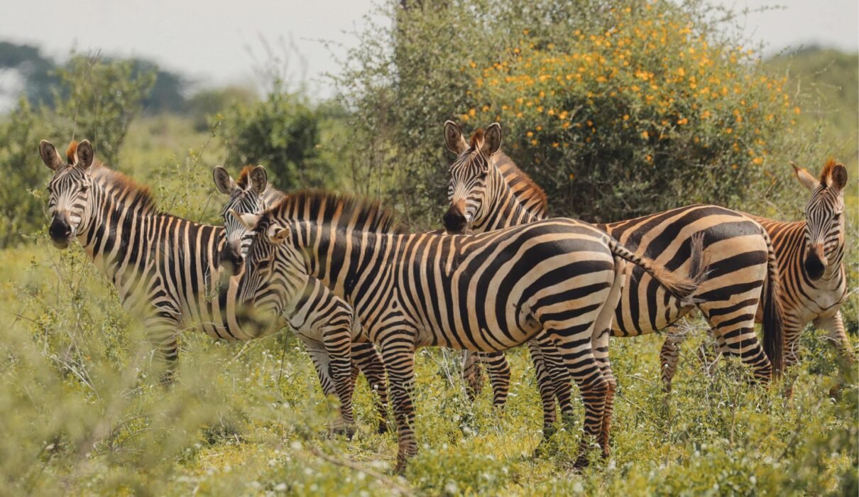 From Karatu in Tanzania: 1 Day Private Tarangire Safari Trip – 1 Amazing Wildlife Escape 2026, 2027 & 2028