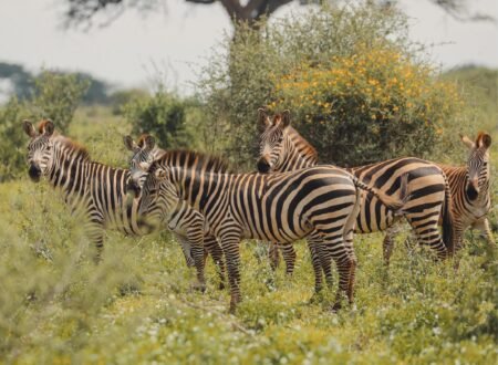 From Karatu in Tanzania: 1 Day Private Tarangire Safari Trip – 1 Amazing Wildlife Escape 2026, 2027 & 2028