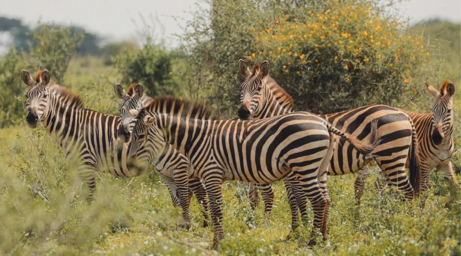 From Karatu in Tanzania: 1 Day Private Tarangire Safari Trip – 1 Amazing Wildlife Escape 2026, 2027 & 2028
