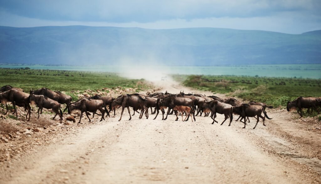Ultimate 4 Days Serengeti Migration Safari – 1 Extraordinary Wildlife Adventure 2026, 2027 & 2028
