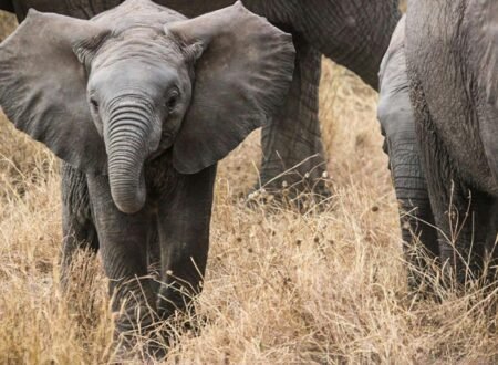 Ultimate 6 Days Ultimate Big Five Safari Tanzania – 1 Incredible Wildlife Adventure 2026, 2027 & 2028