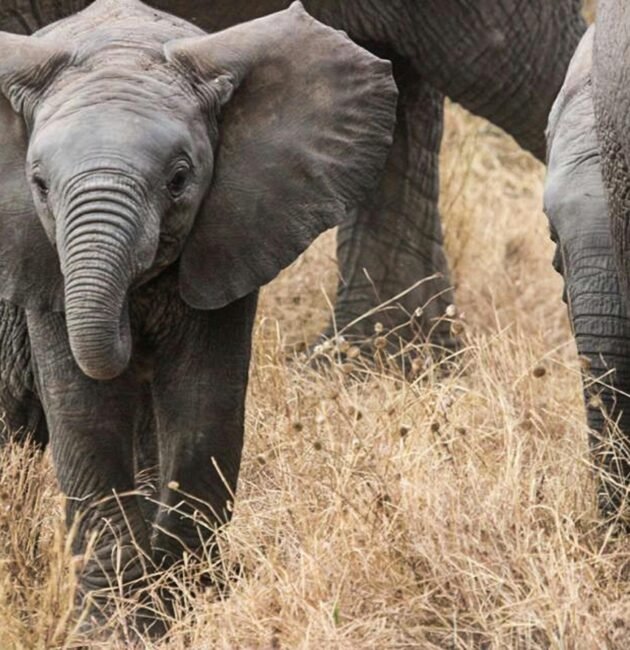 Ultimate 6 Days Ultimate Big Five Safari Tanzania – 1 Incredible Wildlife Adventure 2026, 2027 & 2028