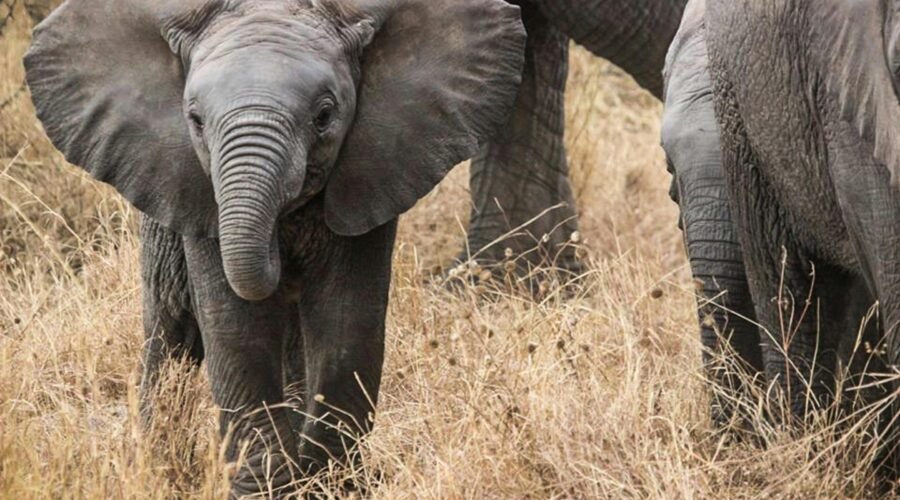 Ultimate 6 Days Ultimate Big Five Safari Tanzania – 1 Incredible Wildlife Adventure 2026, 2027 & 2028