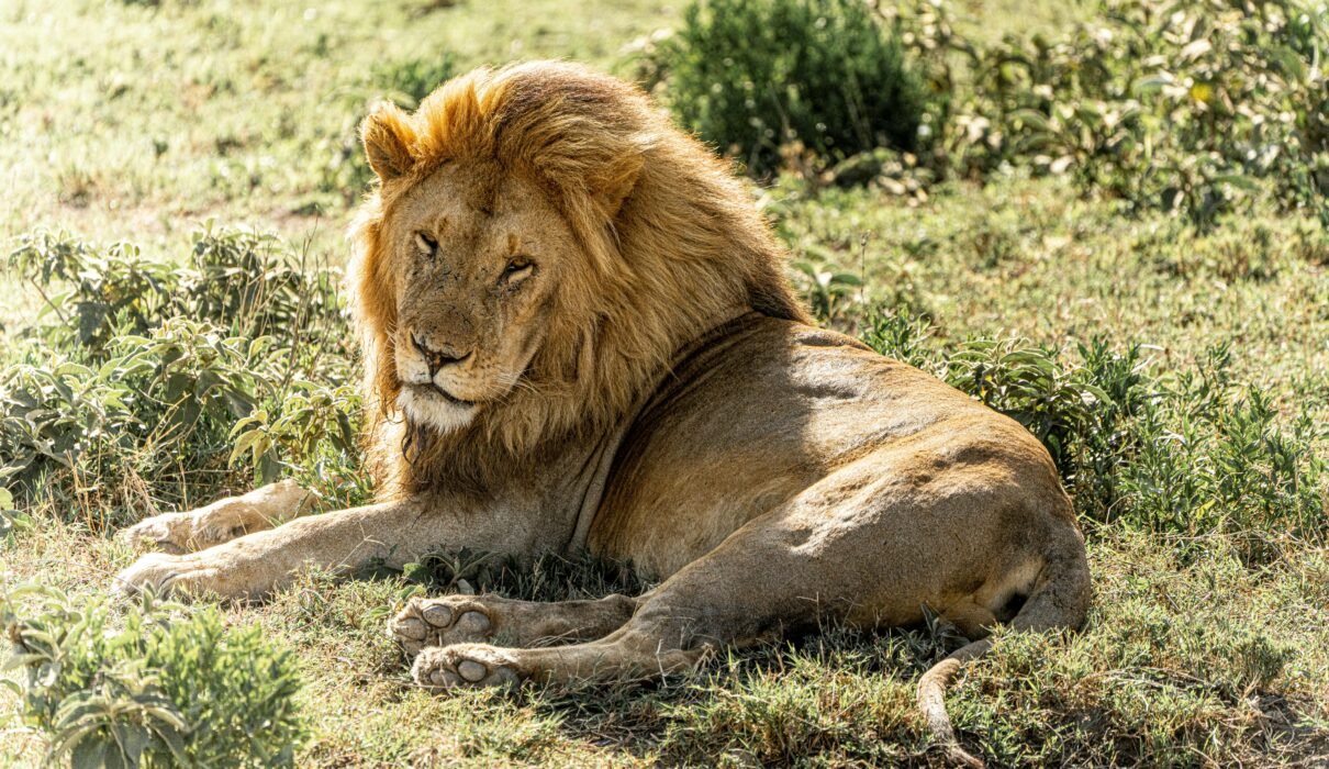 Ultimate 4 Days Private Serengeti Safari Tour – 1 Unforgettable Wildlife Escape 2026, 2027 & 2028