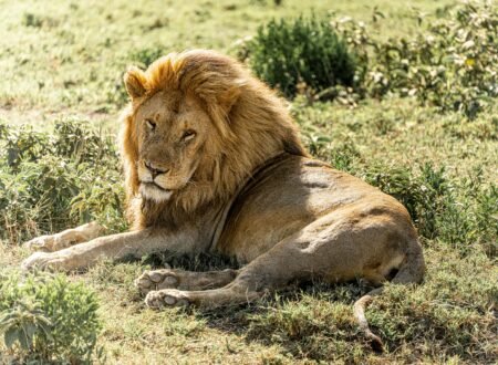 Ultimate 4 Days Private Serengeti Safari Tour – 1 Unforgettable Wildlife Escape 2026, 2027 & 2028