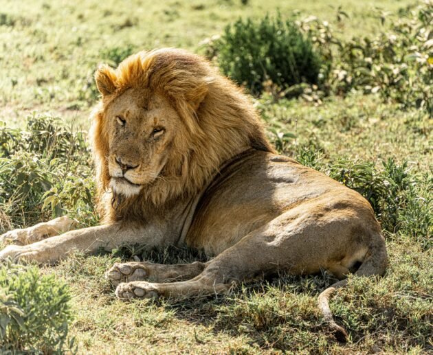 Ultimate 4 Days Private Serengeti Safari Tour – 1 Unforgettable Wildlife Escape 2026, 2027 & 2028