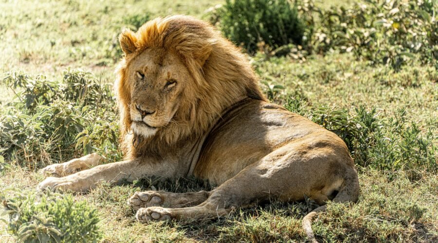 Ultimate 4 Days Private Serengeti Safari Tour – 1 Unforgettable Wildlife Escape 2026, 2027 & 2028