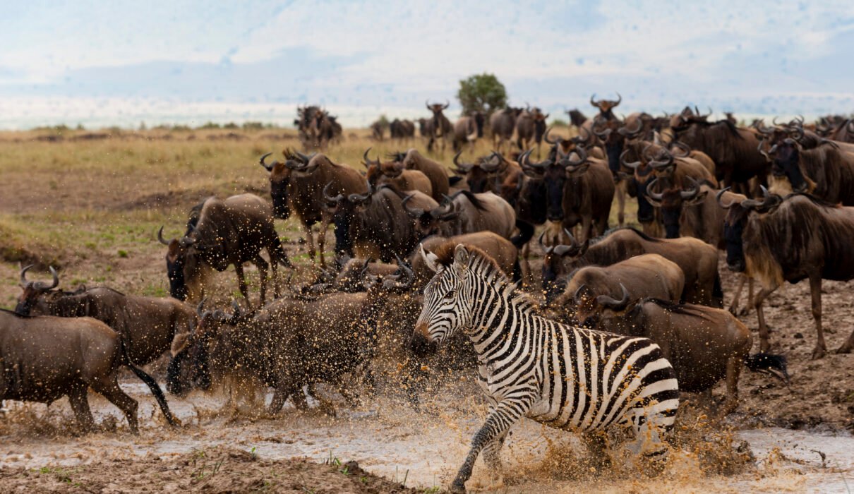 Ultimate 7 Days Northern Serengeti Migration Safari – 1 Extraordinary Wildlife Journey 2026, 2027 & 2028