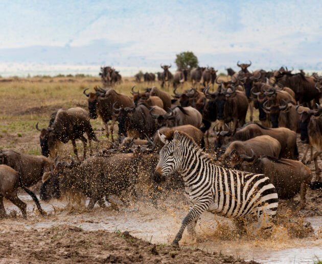 Ultimate 7 Days Northern Serengeti Migration Safari – 1 Extraordinary Wildlife Journey 2026, 2027 & 2028