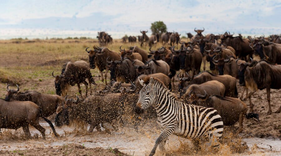 Ultimate 7 Days Northern Serengeti Migration Safari – 1 Extraordinary Wildlife Journey 2026, 2027 & 2028