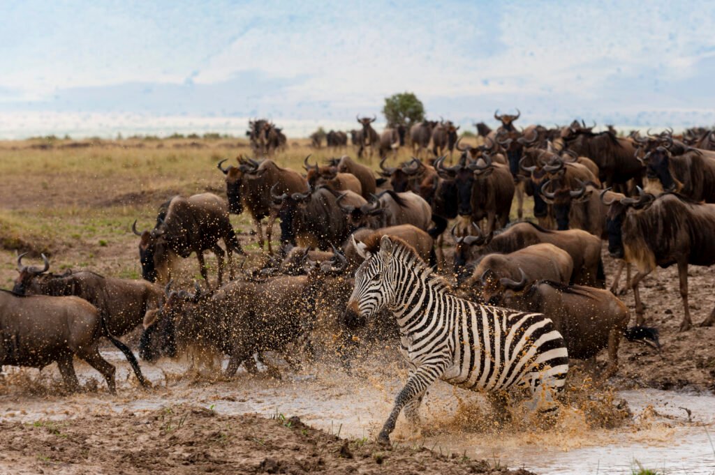 Ultimate 5 Days Great Migration River Crossing Safari – 1 Thrilling Wildlife Adventure 2026, 2027 & 2028 Ultimate 5 Days Great Migration River Crossing Safari – 1 Thrilling Wildlife Adventure 2026, 2027 & 2028