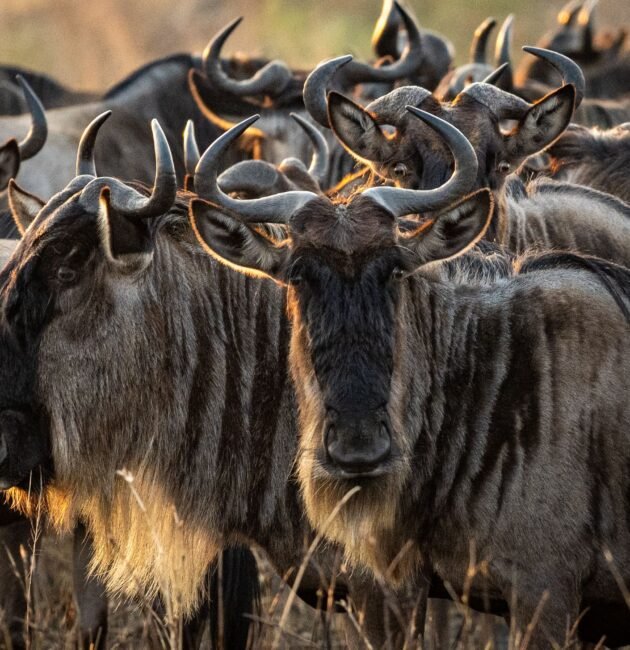 Ultimate 9 Days Luxury Migration Safari Tanzania – 1 Exclusive Wildlife Journey 2026, 2027 & 2028