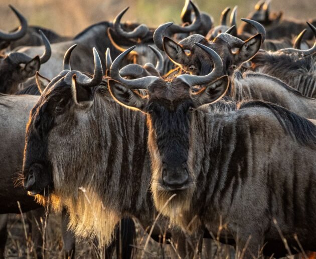 Ultimate 7 Days Ultimate Fly-In Safari Experience – 1 Luxury African Escape 2026, 2027 & 2028