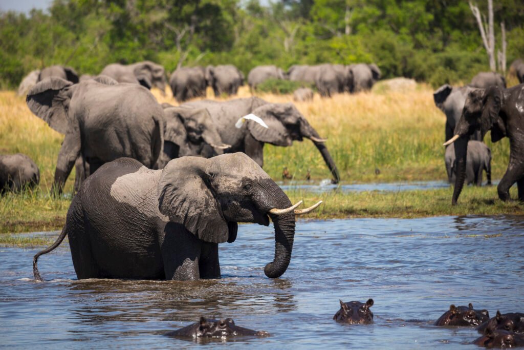 Ultimate 7 Days Ultimate Fly-In Safari Experience – 1 Luxury African Escape 2026, 2027 & 2028