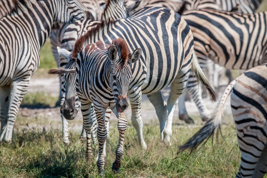 Ultimate 12 Days Ultimate Luxury Tanzania Safari – 1 Extraordinary African Escape 2026, 2027 & 2028