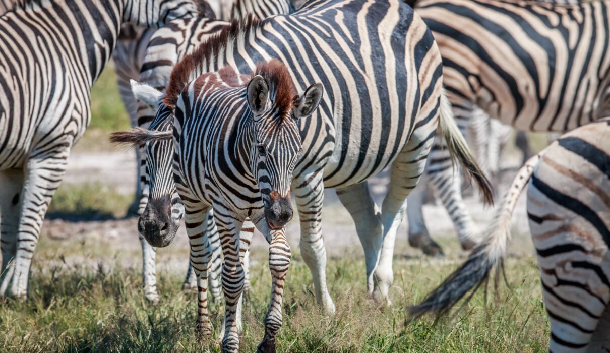 Ultimate 12 Days Ultimate Luxury Tanzania Safari – 1 Extraordinary African Escape 2026, 2027 & 2028