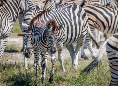 Ultimate 12 Days Ultimate Luxury Tanzania Safari – 1 Extraordinary African Escape 2026, 2027 & 2028