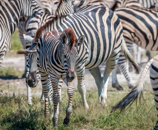 Ultimate 12 Days Ultimate Luxury Tanzania Safari – 1 Extraordinary African Escape 2026, 2027 & 2028
